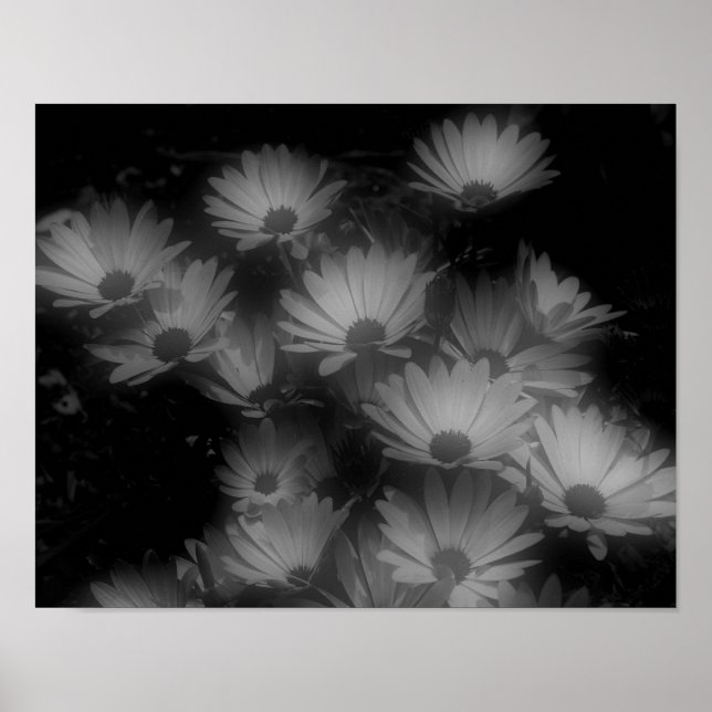 Solvit, svart, afrikansk Daisy, högkontrast Poster (Framsidan)