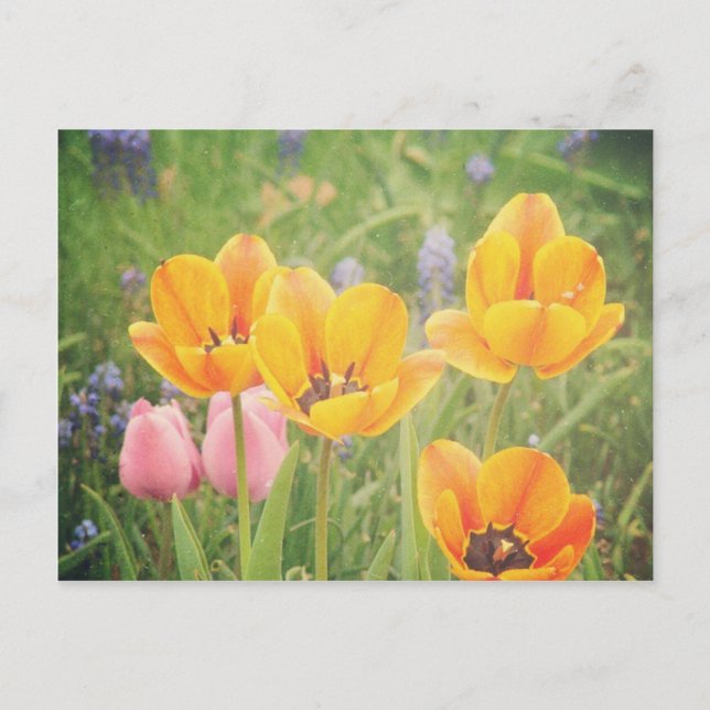 Som en vacker målning i livet vykort (Framsida)