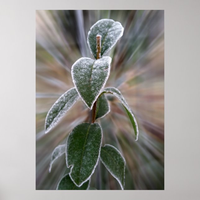 som fångats av frost poster (Framsidan)