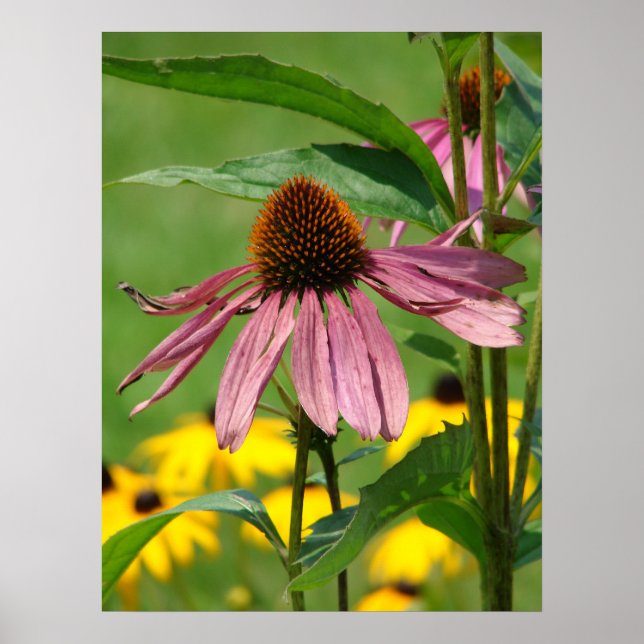 Som Garden Grows Poster (Framsidan)