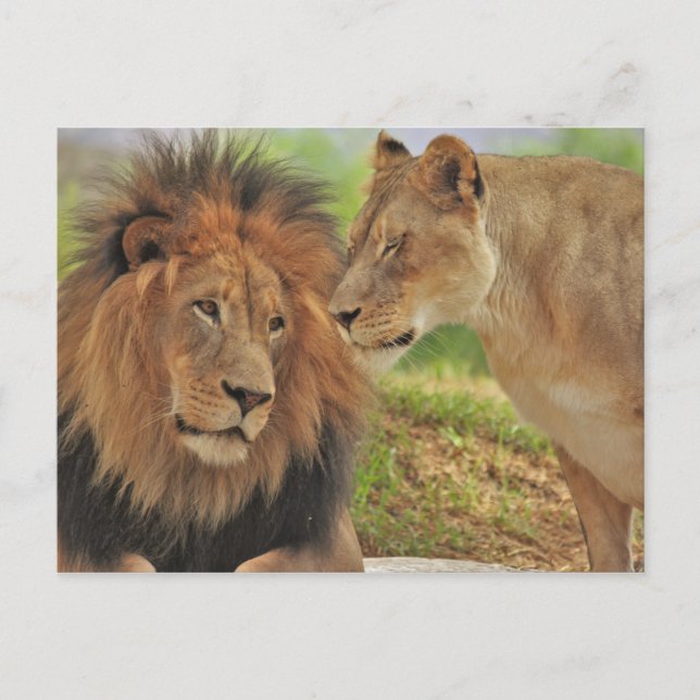 som höger  vykort (Framsida)