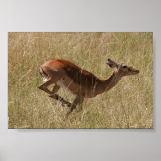 som kör Thompsons gazelle Poster