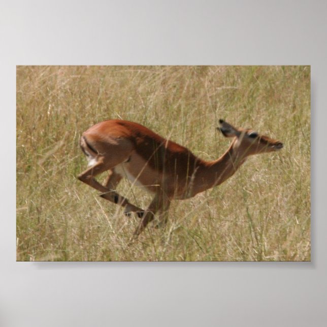 som kör Thompsons gazelle Poster (Framsidan)