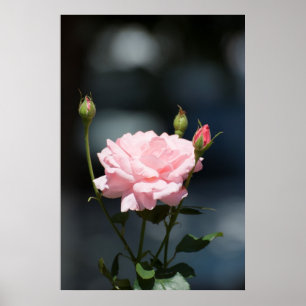 som ro poster