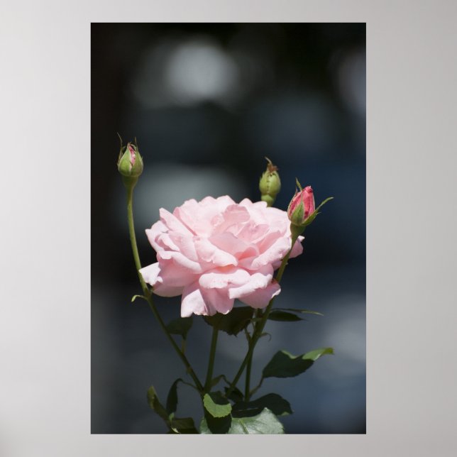 som ro poster (Framsidan)