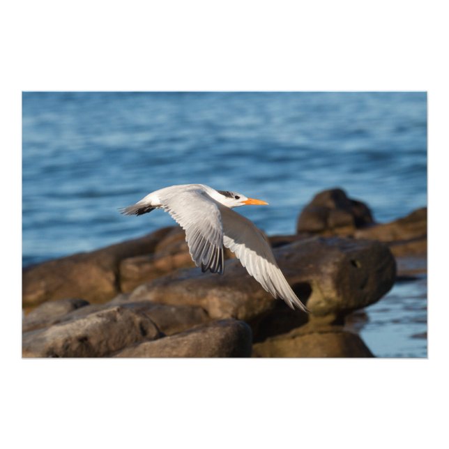 Som Tern flyger Fototryck (Framsidan)