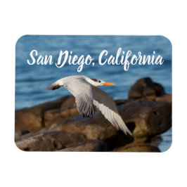 Som Tern flyger San Diego, Kalifornien Magnet