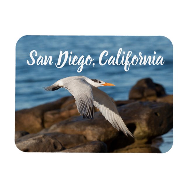 Som Tern flyger San Diego, Kalifornien Magnet (Horisontell)
