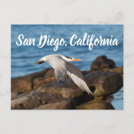 Som Tern flyger San Diego, Kalifornien Vykort