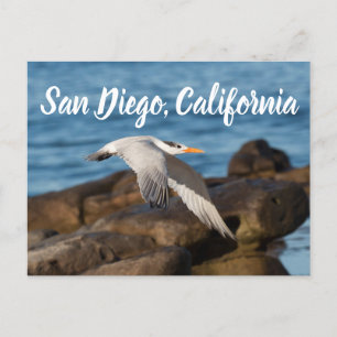 Som Tern flyger San Diego, Kalifornien Vykort