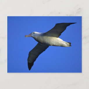 som vill ha Albatross under flygning Vykort