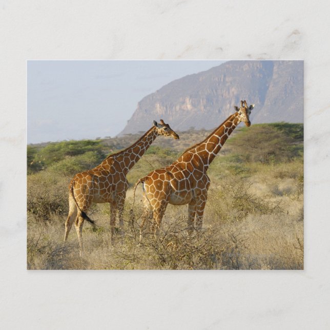 Somali Giraffe, Reticulated Giraffe, Giraffa Vykort (Framsida)