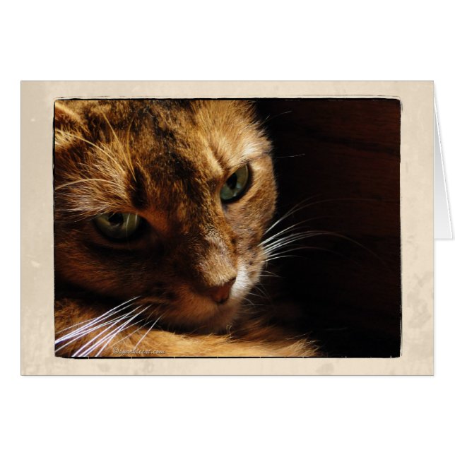 Somalisk katt tätt upp kort (Framsidan Horizontal)