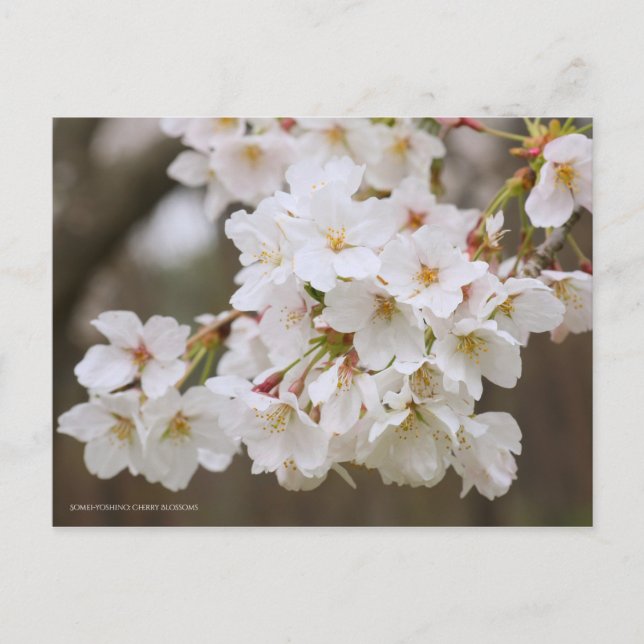Somei-yoshino: Cherry Blossoms [Postcard] Vykort (Framsida)