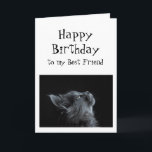 Someone I look up to Best Friend Birthday Cat Fun Kort<br><div class="desc">Someone I look up or admire to Best Friend Birthday Animal Humor  There's plenty of room to add your own message and let them know how you feel</div>