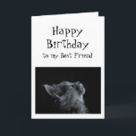 Someone I look up to Best Friend Birthday Cat Fun Kort<br><div class="desc">Someone I look up or admire to Best Friend Birthday Animal Humor  There's plenty of room to add your own message and let them know how you feel</div>