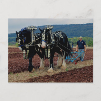 Somerset Uk Horse Plowing Championships 2011 Vykort