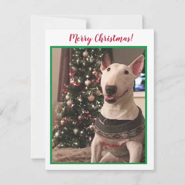 Sömmande Bull Terrier-julkort (Framsida)