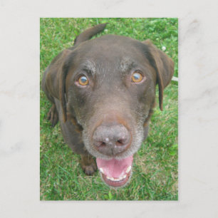 Sömmande Chocolate Labrador Retriever-vykort Vykort