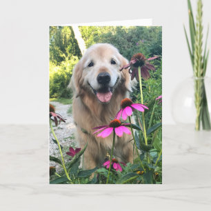Sömmande Golden Retriever bland Rosa Blank Kort