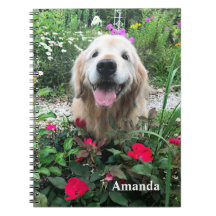 Sömmande Golden Retriever-Hund bland rödblommor