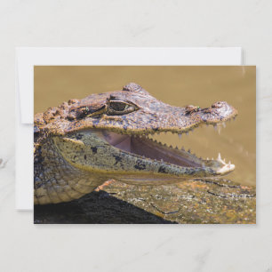 Sömmande krokodil i Tortuguero - Costa Rica Inbjudningar