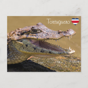 Sömmande krokodil i Tortuguero - Costa Rica Vykort