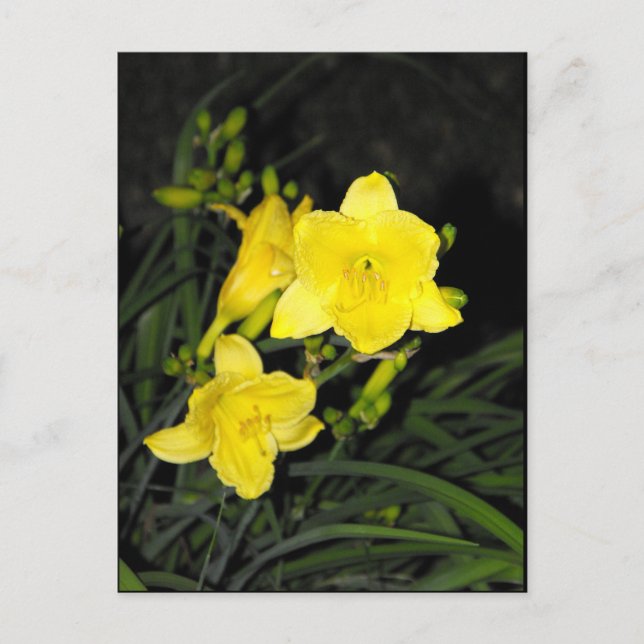 ~ Sommar 10 ~ Vykort (Framsida)