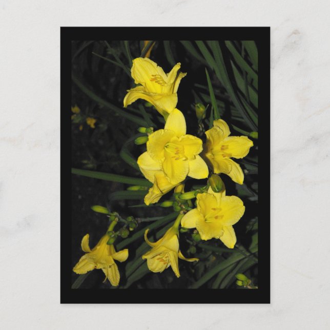 ~ Sommar 11 ~ Vykort (Framsida)