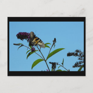 ~ Sommar 19 ~ Vykort