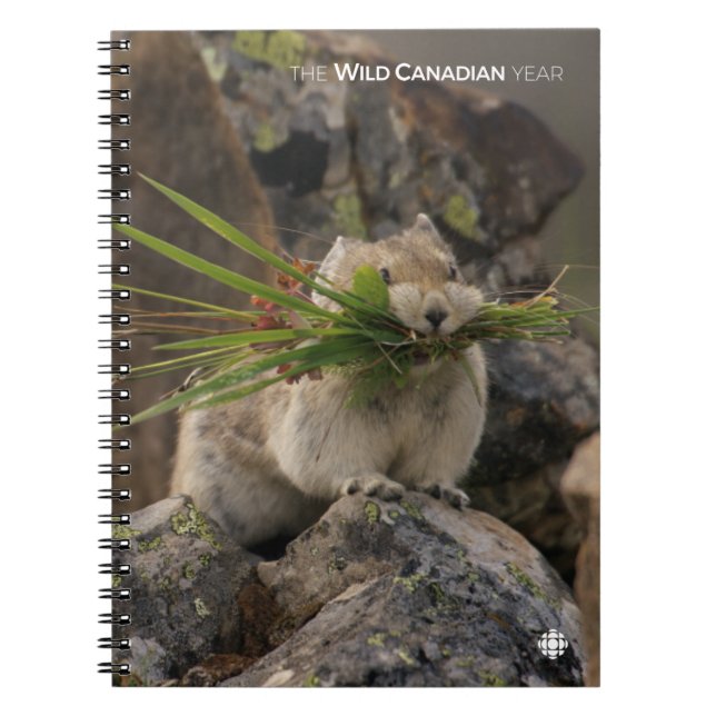 Sommar - Amerikanska pica Anteckningsbok (Framsidan)