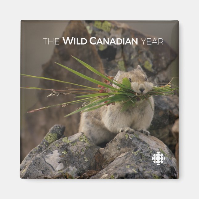 Sommar - Amerikanska pica Magnet (Framsidan)