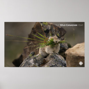 Sommar - Amerikanska pica Poster