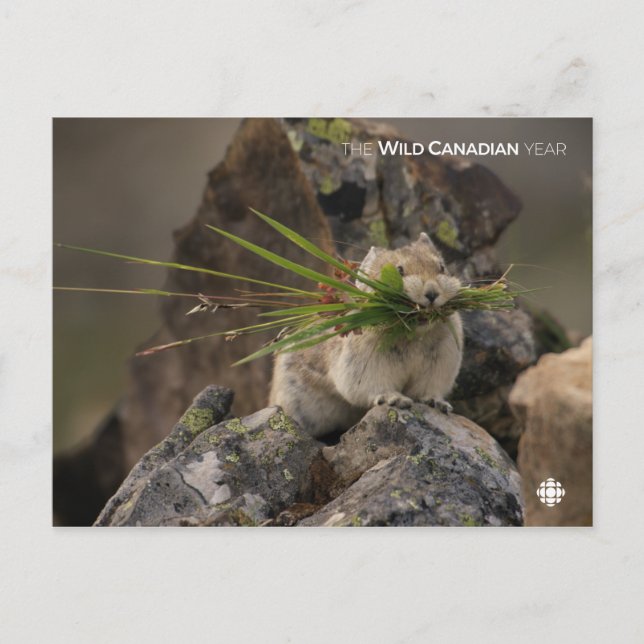 Sommar - Amerikanska pica Vykort (Framsida)