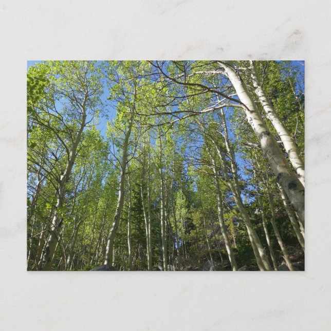 Sommar Björkar vid Rocky Mountain Vykort (Framsida)