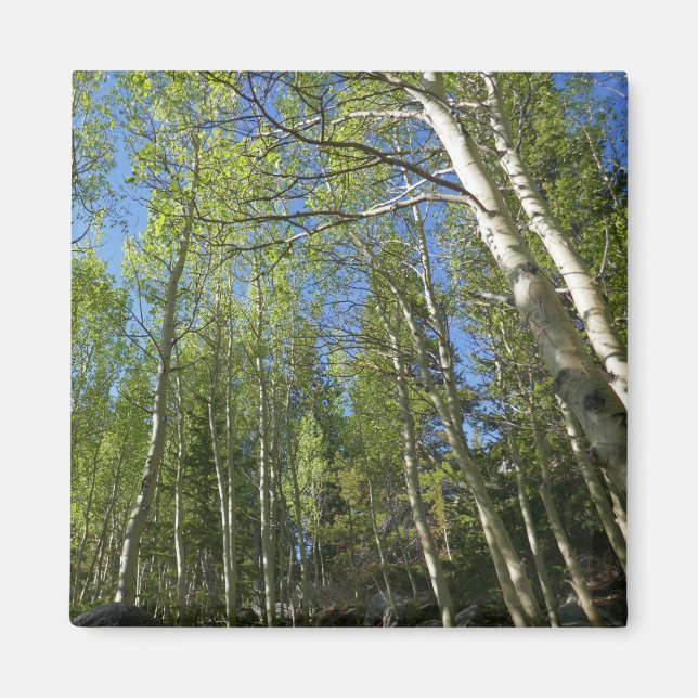 Sommar Björkträd vid Rocky Mountain Magnet (Framsidan)