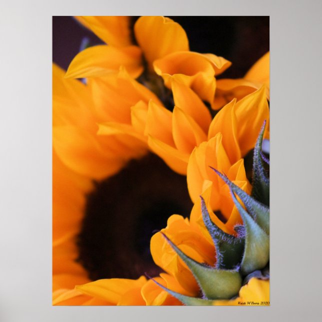 Sommar Bright Sunblomma Poster (Framsidan)