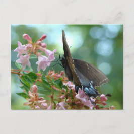 Sommar Butterfly Blues Vykort