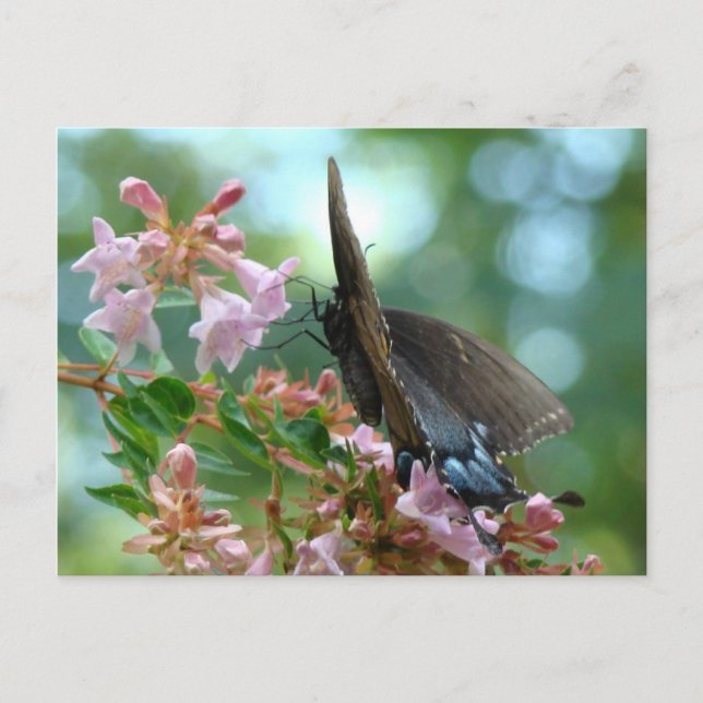 Sommar Butterfly Blues Vykort (Framsida)