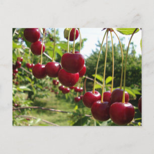 Sommar Cherries Vykort