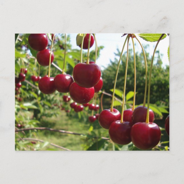 Sommar Cherries Vykort (Framsida)