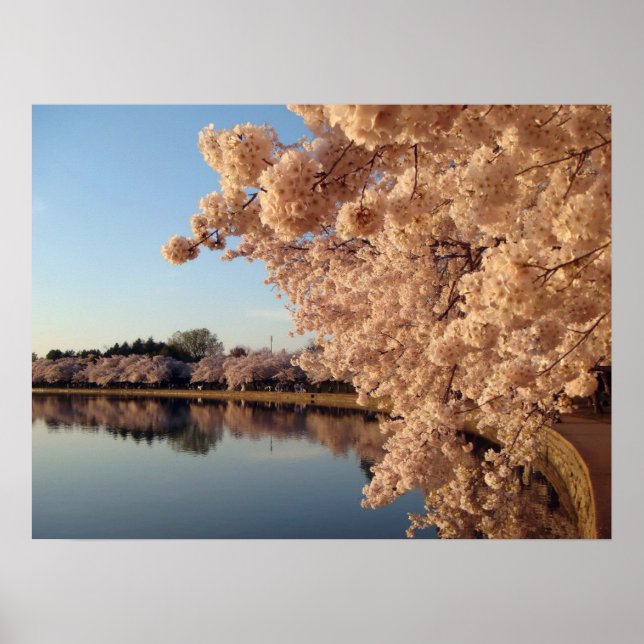 Sommar Cherry Blommars Photo Nature Wall Poster (Framsidan)