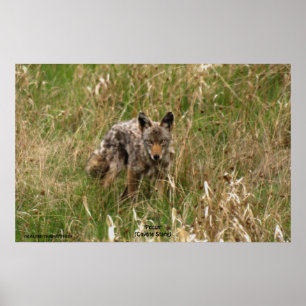 Sommar Coyote i Long Grass Wildlife Photo Poster