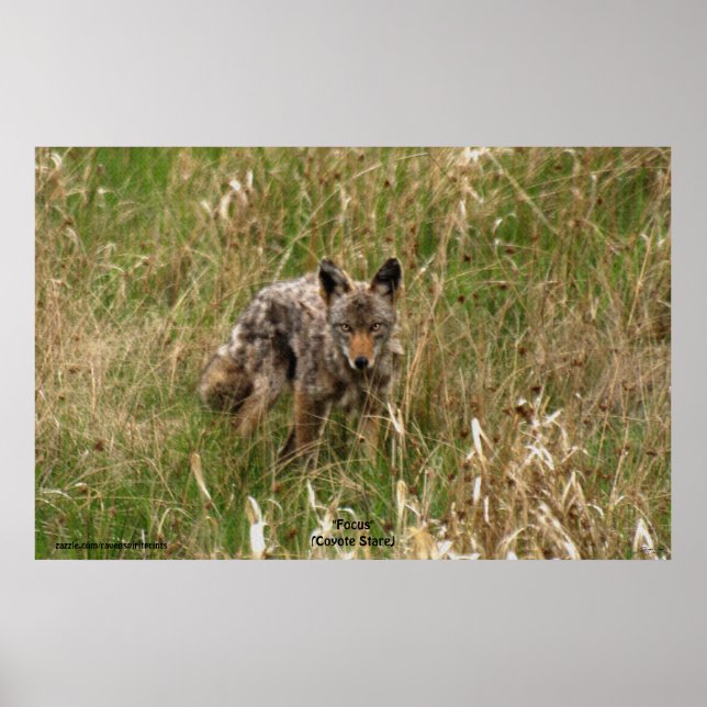 Sommar Coyote i Long Grass Wildlife Photo Poster (Framsidan)