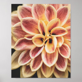 Sommar Dahlia Flower (Blommigt Art) Poster