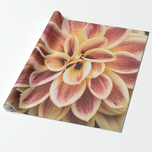 Sommar Dahlia Flower (Blommigt Art) Presentpapper (Utrullad)