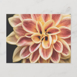 Sommar Dahlia Flower (Blommigt Art) Vykort