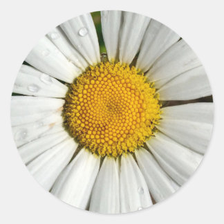 Sommar Daisy Sticker Runt Klistermärke