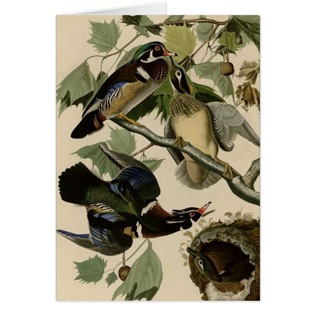 Sommar eller träanka hälsningskort (Framsidan)