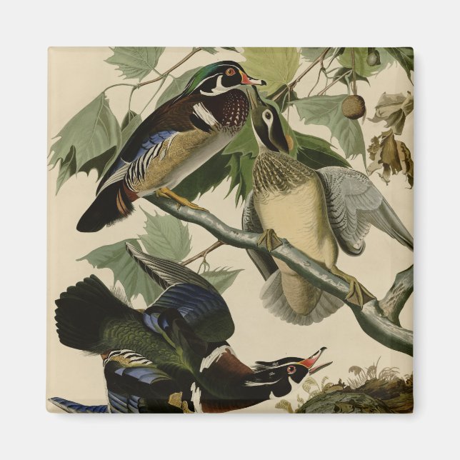 Sommar eller Wood Anka Magnet (Framsidan)